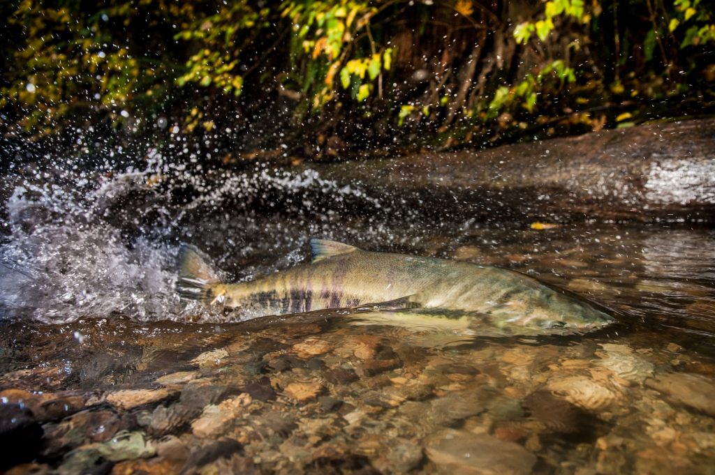 Indigenous data sovereignty can help save BC’s wild&nbsp;salmon